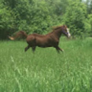 Meet your Posher, Debbie